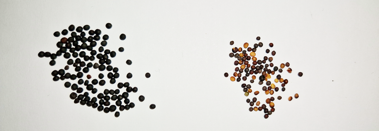 Vasemmalla laadukasta syysrapsia, oikealla kevätrypsiä Syysrapsin satoa ja kevätrypsin siemeniä