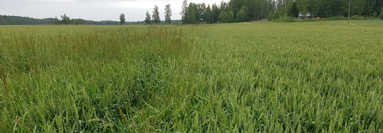 rikkakasvien torjunta kevätvehnällä, syysvehnällä, rukiilla tai ruisvehnällä Broadway on erinomainen vaihtoehto kevät- ja syysvehnän, rukiin ja ruisvehnän rikkakasvien torjuntaan.