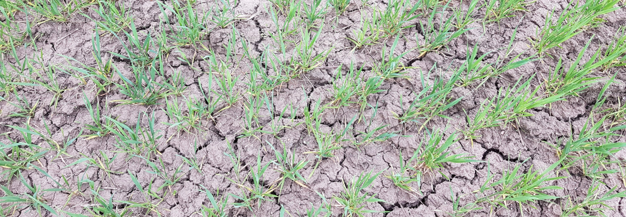 Rikkakasvien torjunta viljoilla Rikkakasvien torjunnan onnistuminen vaatii oikeita ainevalintoja, kevään kuivuus ja viileys vaikeuttaa torjunnan ajoittamista.