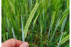 Kaksitahoinen ohrantähkä käsissä