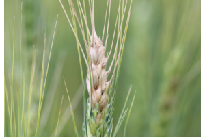 Punahomeen saastuttama vehnän tähkä, jossa surkastuneita jyviä