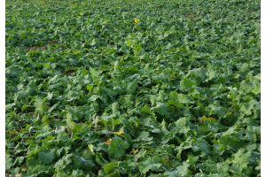 Syysrapsipelto talvehtimassa, syysöljykasvien viljely Suomessa.