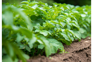 Perunan rikkakasvien torjunta 