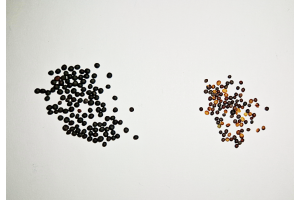 Viljelykierron monipuolistaminen mukana kylvösuunnitelmien viimeistelyssä