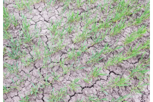 Sääolosuhteiden hallinta viljojen rikkakasvien torjunnassa