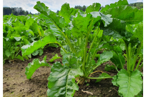 Sokerijuurikkaan vahvaa kasvua voi tukea biostimulanteilla