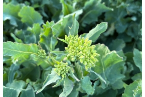 Syysrapsi kukinnan alussa