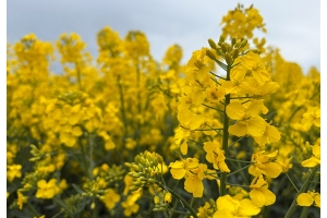 Kukkivat öljykasvit