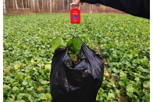 Syysöljykasvien biomassa syksyllä kertoo tulevasta satopotentiaalista ja kevään lannoitustarpeesta