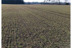 syysvehnän oraat