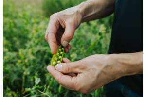 Paras Sato opas 2026 on ilmestynyt!