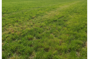 Nurmien lisälannoituksen merkitys nautakarjan ruokinnassa