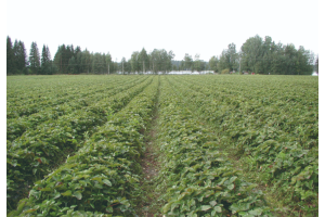 Mansikkakasvustot ovat reheviä