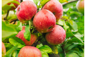 herkullisia omenoita puussa