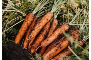 Porkkanan viljelyssä onnistunut lannoitus on tärkeässä roolissa