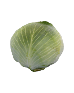 Keräkaali Kilastor F1