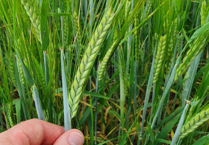 Kaksitahoinen ohrantähkä käsissä