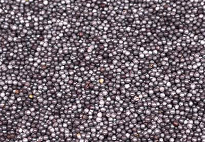 Rypsin ja rapsin kylvösiementen peittaus sai poikkeusluvan keväälle 2026