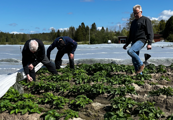 Kansainvälinen perunapäivä juhlistaa perunaa – Viljelijän Berner mukana kehittämässä viljelyä