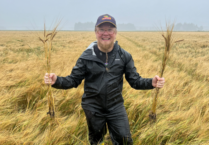 Incelo Star nyt kevätvehnälle – näyttävät tulokset Huhtasen tilalta