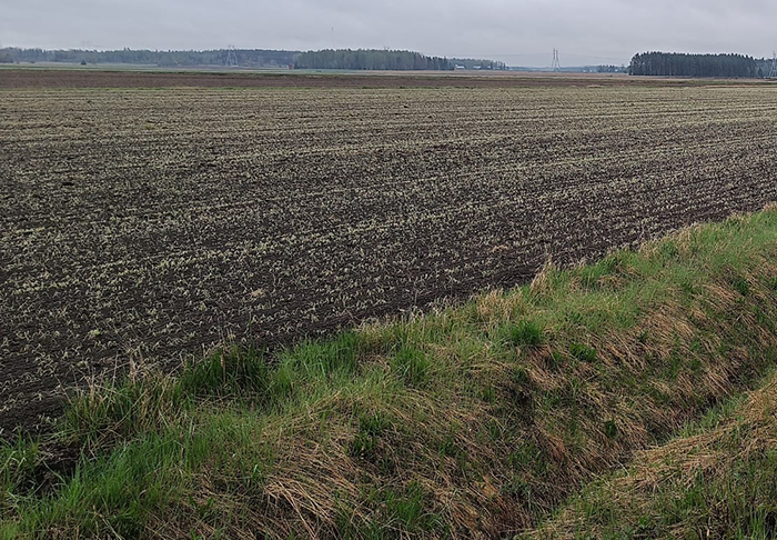 Kirppoja liikkeellä paikoin runsaasti