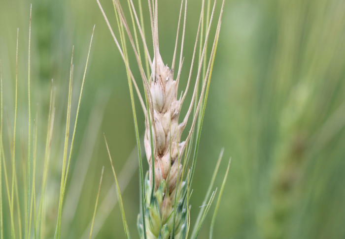Punahomeen saastuttama vehnän tähkä, jossa surkastuneita jyviä