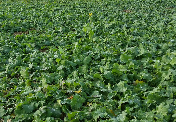 Syysrapsipelto talvehtimassa, syysöljykasvien viljely Suomessa.