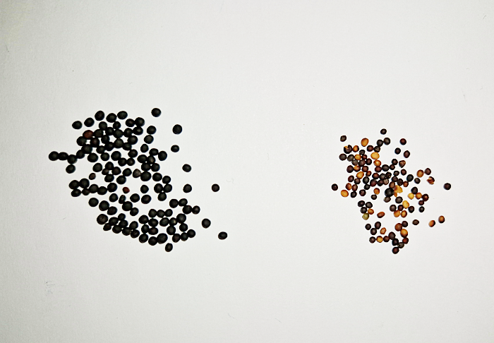 Viljelykierron monipuolistaminen mukana kylvösuunnitelmien viimeistelyssä