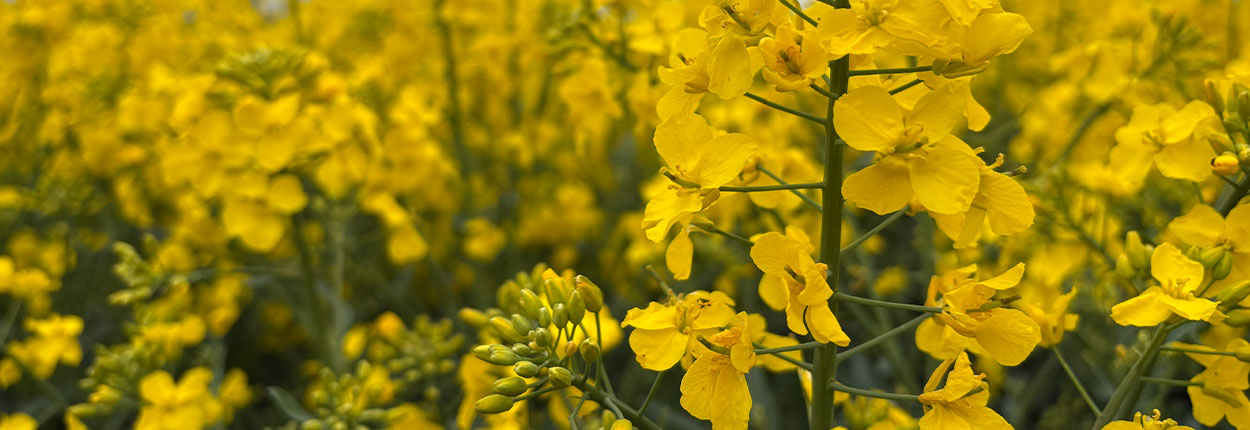 Kuvassa kukkivia &ouml;ljykasveja