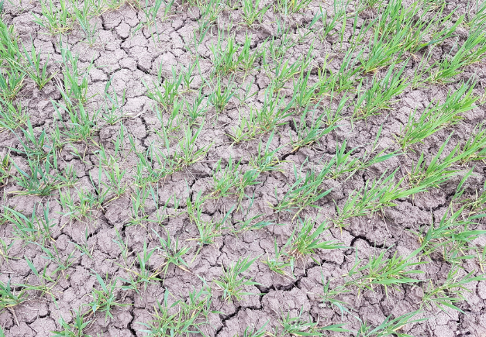 Sääolosuhteiden hallinta viljojen rikkakasvien torjunnassa