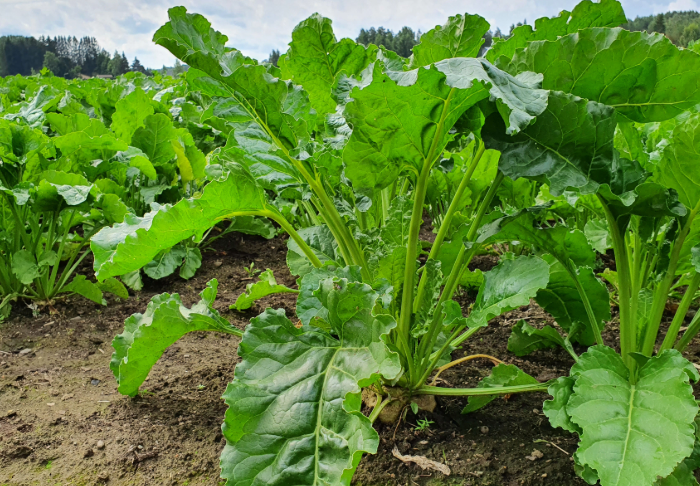 Sokerijuurikkaan vahvaa kasvua voi tukea biostimulanteilla