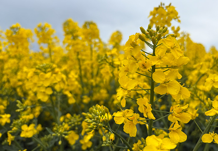 Kukkivat öljykasvit