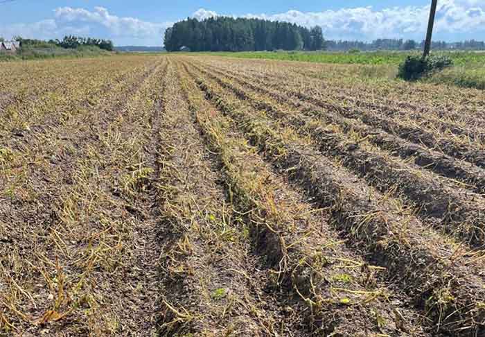 Täsmennyksiä perunan varsiston hävitykseen