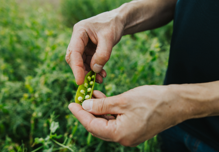 Paras Sato opas 2026 on ilmestynyt!