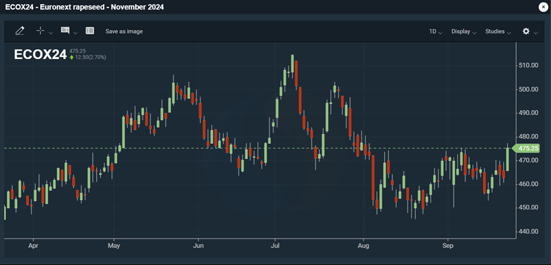 Kuva: Euronext-rapsifutuurin (marraskuu 2024) viimeaikainen kehitys