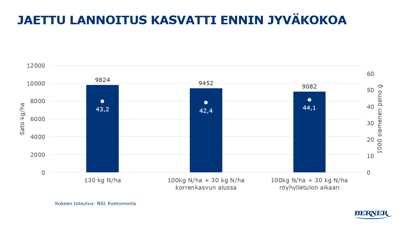 Jaettu lannoitus kasvatti Ennin jyväkokoa