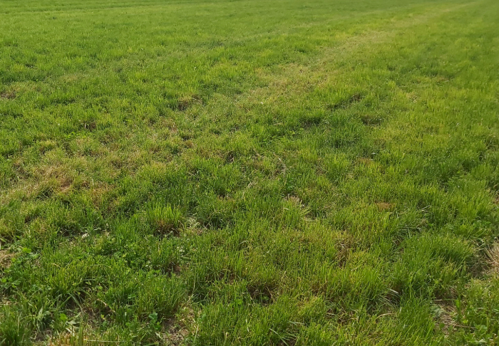 Nurmien lisälannoituksen merkitys nautakarjan ruokinnassa