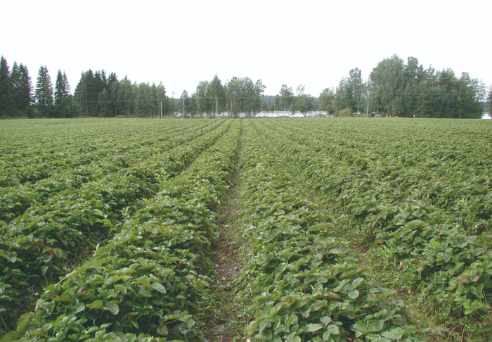 Mansikkakasvustot ovat reheviä