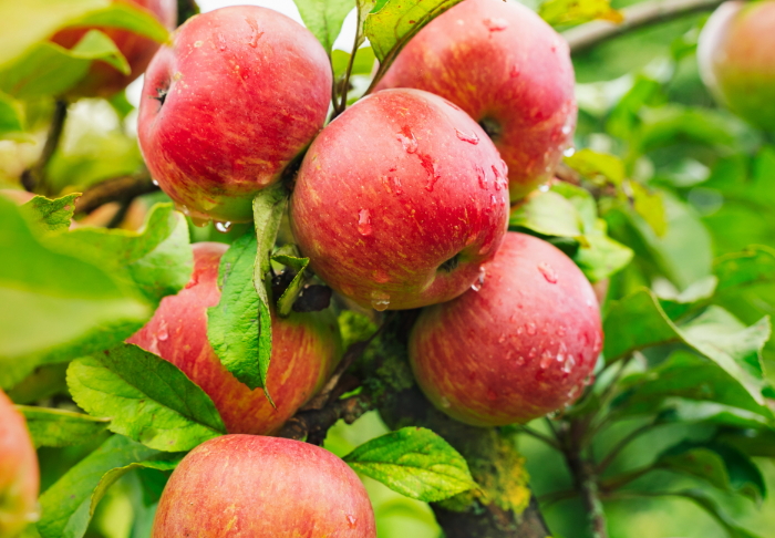 herkullisia omenoita puussa