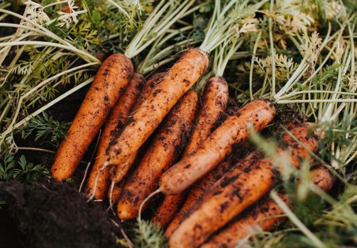 Porkkanan viljelyssä onnistunut lannoitus on tärkeässä roolissa